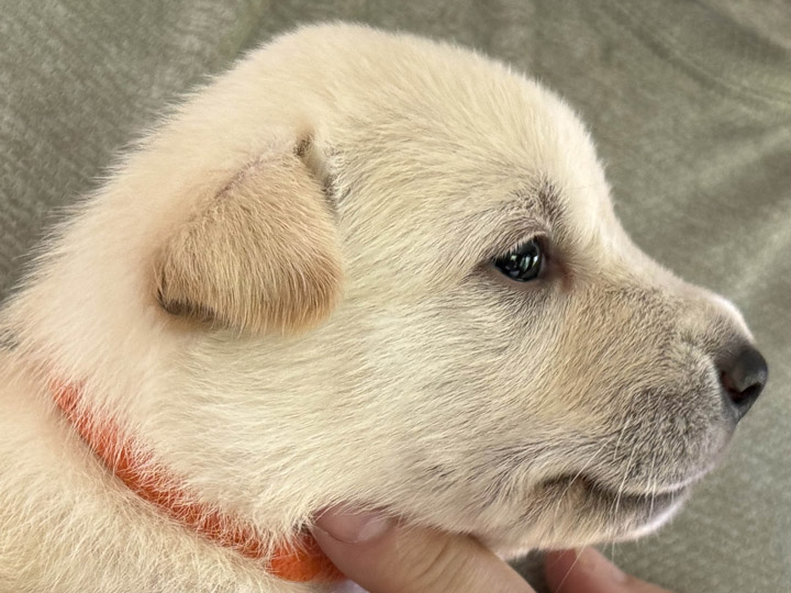 chinook puppy
